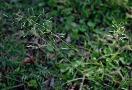 Image result for Eragrostis tenuifolia