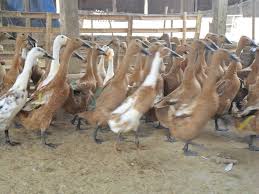 Download now kreasi tema diri sendiri makanan sehat dan makanan tradisional. 5 Tips Memperoleh Bebek Yang Gemuk Dan Berkualitas Peternakan Bebek