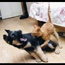 am i the only one who thinks that cute cute cats and dogs funny dogs funny cute