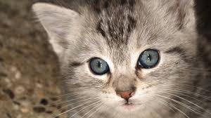 Mavi Gozlu Kedi Resim Wallpaper Guzel Resimler Manzara Resimleri