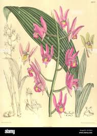 Image result for Eulophia flavopurpurea