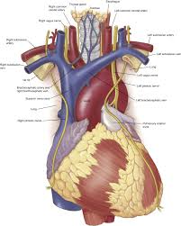 The thoracic section of the backbone stretches between the lumbar and cervical regions. Anatomy Of The Thoracic Aorta And Of Its Branches Thoracic Surgery Clinics