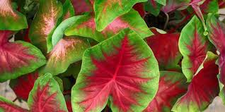 Tanaman hias mini anthurium memang sangat populer mempunyai daun indah. 7 Jenis Tanaman Hias Yang Unik Dan Cantik Cocok Untuk Bisnis Rumahan Merdeka Com
