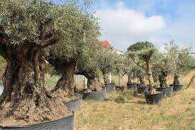 Jardineria Xursan S L Vende Todo Tipo De Olivos Palmeras Arboles Y Plantas Para La Decoracion De S Servicio De Jardineria Jardineria Decoracion Del Jardin