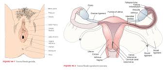 Female reproductive organs external diagram. Anatomy Of The Female Reproductive System