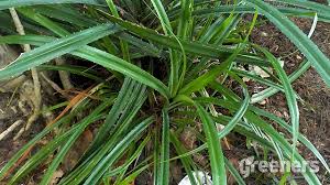 Kbli diambil dari singkatan dari klasifikasi baku lapangan usaha indonesia (kbli). Tanaman Pandan Aroma Daunnya Menggugah Selera Greeners Co