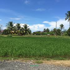 The name of the town kota sarang semut means town of ant hills, attributing a local legend of ant hills in the area. Kampung Bahagia Alor Star Kedah
