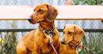 15 Of The Best Dog Breeds For Families With Young Children