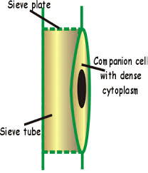 She features awesome colorful printables that label both the animal and plant cells notebook pages blank forms for your student to u. Gcse Biology Transport Of Sugar