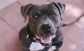 A scary collection of names. 75 Tough Dog Names For Your Rough Rowdy Pup