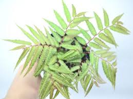 Image result for Asplenium mildbraedii
