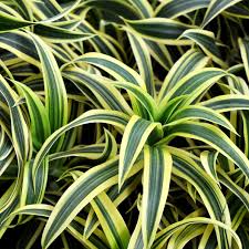 Image result for Dracaena laxissima