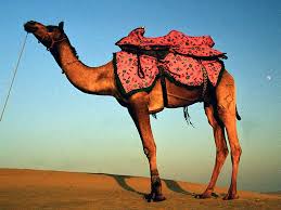 In case something is wrong or missing you are kindly requested to leave a message below and one of. Camels Fact Or Fiction Quiz Britannica