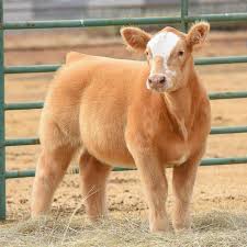 Blow Dried Cows This Is What Cows Look Like After Being Blow Dried Blow Dried Cow Cute Cows Cute Baby Cow