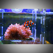 See our comprehensive list of property for sale in malaysia. Percular Nemo Fish For Decorating Shopee Malaysia