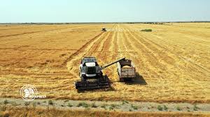 Every time i am near the northern wheat plantation i crash. Wheat Harvest Starts In Northern Iran