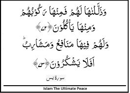 Bacaan surat yasin paling merdu. Surah Yasin Verses 72 73 Verses Teachings Peace