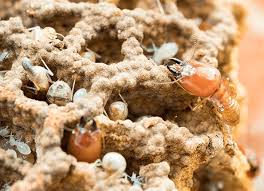As a homeowner, we know the temptation is real to take if you're looking for termite control products at your local hardware store, know that they simply are often the termite bait starts to work the moment we put it into the ground around your property. Guaranteed Termite Control Indy Evansville Louisville In Ky Il