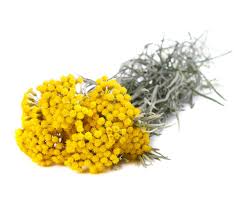 Image result for Helichrysum