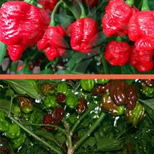 You've waited so patiently for our pepper joe's hot pepper plants to be ready and now that spring has sprung! Amazon Com Trinidad Moruga Scorpion And Chocolate Habanero Chili Grow Kit All In One Pepper Seed Plant Growing Kit Gift Garden Outdoor
