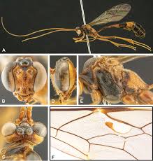 Selamat mendownload film young butler (2021) di guebieun.com. Integrative Taxonomy And Analysis Of Species Richness Patterns Of Nocturnal Darwin Wasps Of The Genus Enicospilus Stephens Hymenoptera Ichneumonidae Ophioninae In Japan