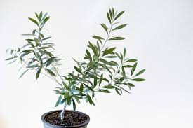 オリーブの木 おしゃれシンボルツリー 育て方 剪定のコツも解説します