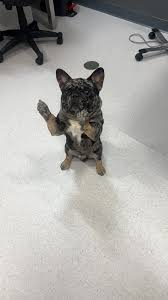 Some dogs are treat-catching champions 🏆 and some…well, they are just here  for the snacks! 🐾🍪 #dogs #slowmotion #vet #treats