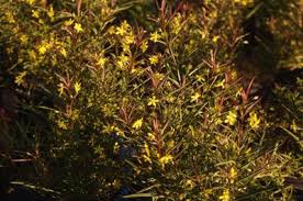 Image result for Lysimachia barbata