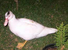 Gambar mewarnai anak bebek untuk anak paud dan tk. Baka Itik Mulard Ulasan Gambar Dan Cadangan Untuk Penanaman