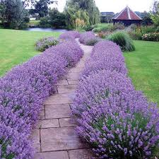 I love this plant because it is long blooming in either sun or shade. Lavender Hidcote Is One Of Our Very Best Selling Sun Perennials Where It Makes The Perfect Low Grow Landscaping With Lavender Lavender Hidcote Lavender Garden