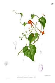 Image result for Ipomoea hederifolia