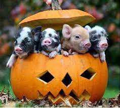Happy Halloween Pumpkin Fun Cute Baby Animals Cute Animals Cute Baby Pigs