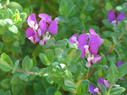 Image result for Polygala myrtifolia