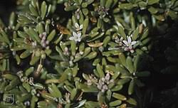 Image result for Colletoecema tortistilum