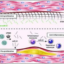 Biological Science Freeman 6th Edition Quizlet Oxygen In Stem Cell Biology A Critical Component Of The Stem Cell Niche Projournals Professional Science Journals