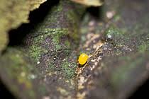 Image result for Dichaetanthera