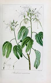 Image result for Bauhinia burrowsii