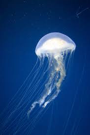 They just float around and look weird, sometimes washing up on the a jellyfish jiggles like gelatin, and some just look like small, clear blobs. Jellyfish Stings And How To Treat Them The Infinite Spider
