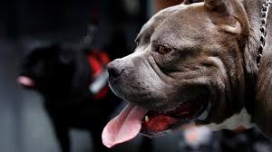 What is an American bully XL and why are they being banned? | by Tena Adam  | Sep, 2023 | Medium