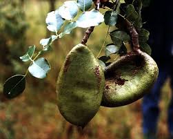 Image result for Afzelia quanzensis