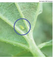 Your responses to this survey are voluntary, and you can skip any question you prefer not to answer. Michigan Fresh Growing Hops E3210 Msu Extension