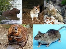 rodent wikipedia