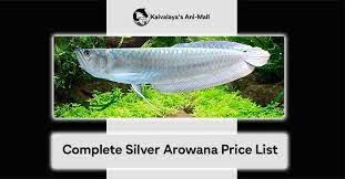 Complete Silver Arowana Price List Check Size And Cost Here
