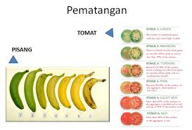 Kamu berada di postingan yang tepat. Definisi Pematangan Ripening Degreening Pewarnaan Color Adding Klasifikasi Buah Buahan Berdasarkan Kemampuan Menjadi Matang Setelah Panen Keuntungan Pemeraman Buah Alasan Melakukan Degreening Metode Aplikasi Dengan Etilen Cara Penggunaan