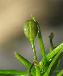 Image result for Subularia