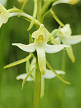 Platanthera bifolia