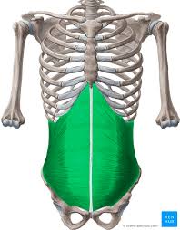 • abdominal walls • abdominal cavity • abdominal viscera. Right Upper Quadrant Anatomy And Causes For Pain Kenhub