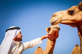 Brands simon giftcard® travel & tourism. Abu Dhabi 4 Hour Morning Desert Safari With Camel Ride And Sandboarding Provided By Oceanair Travels Emirate Of Abu Dhabi Tripadvisor