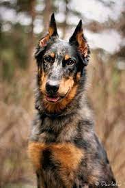 Beauceron puppies in melbourne vic, australia. 13 Beauceron Dogs Ideas Beauceron Dogs Pets