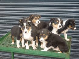 Find a collies on freeads uk, the #1 site for pets classifieds ads in the uk. Tri Coloured Border Collie Puppies For Sale Border Collie Puppies For Sale Border Collie Puppies Smartest Dogs